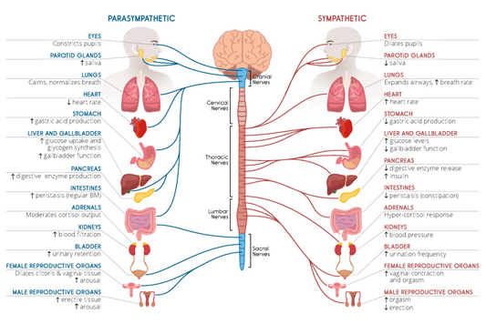 The Autonomic Nervous System