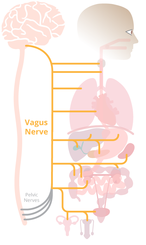 VAGAL NERVE – BRAIN/BODY CONNECTION – Neo Myalo | New Mind